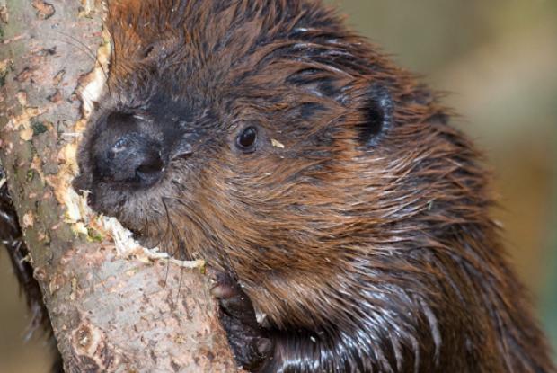 Castor canadensis
