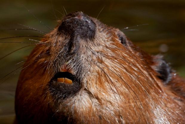 Castor canadensis