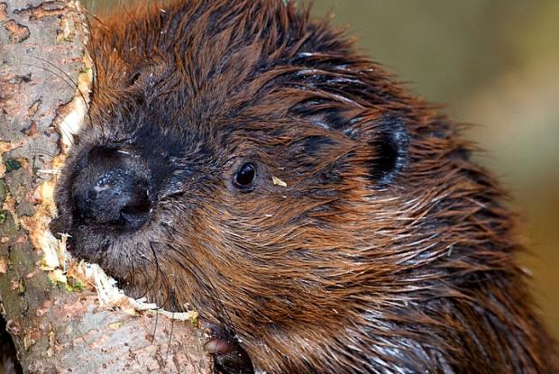 Castor canadensis