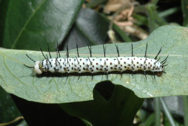 Caterpillar on a leaf