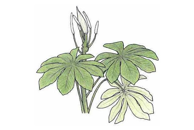 Cecropia peltata L.