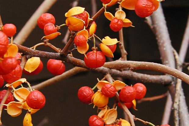 Celastrus scandens