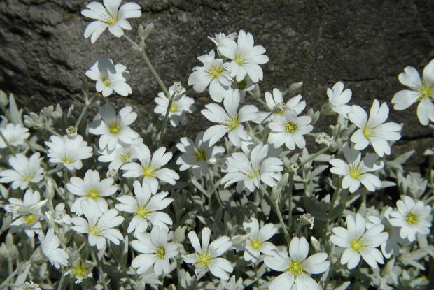 Cerastium tomentosum var. aetnaeum.