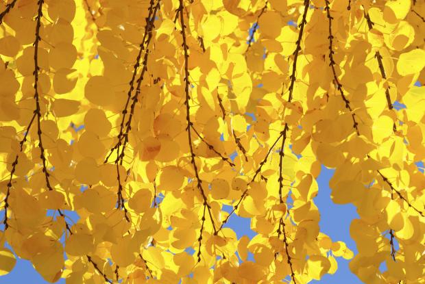 Cercidiphyllum japonicum