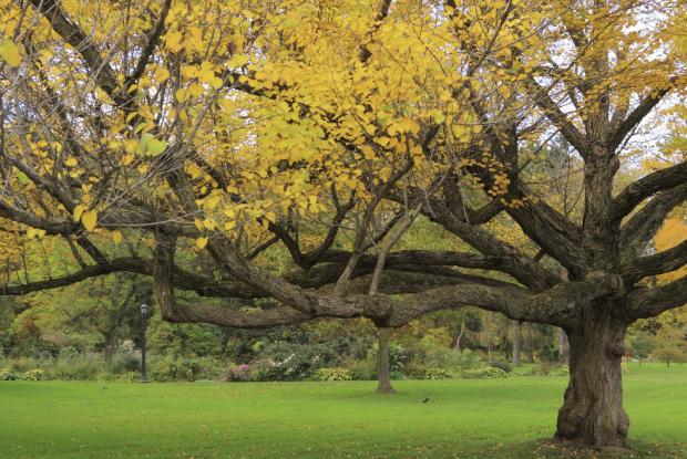 Cercidiphyllum japonicum