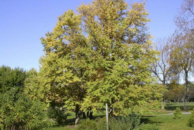 Cercidiphyllum japonicum