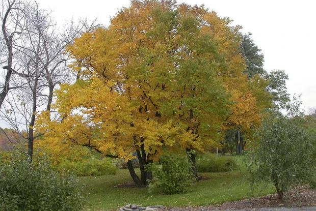 Cercidiphyllum japonicum