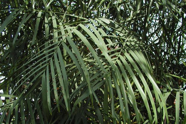 Chamaedorea seifrizii