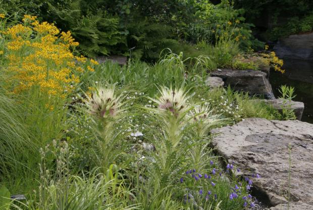 Chardon de Mingan (Cirsium scariosum var. scariosum)
