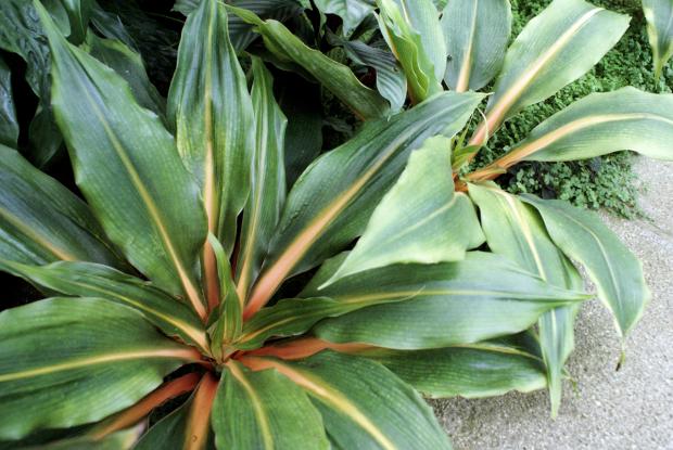 Chlorophytum orchidastrum 'Green Orange'