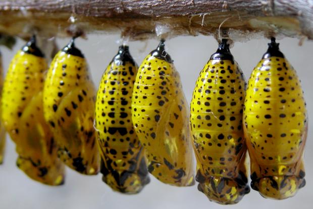 Chrysalides de papillons Idea leucone, Asie du Sud