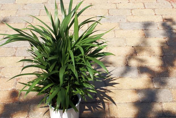 Chrysalidocarpus lutescens