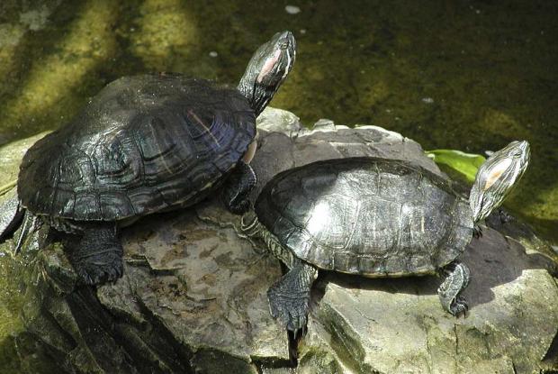 Painted turtle (Chrysemys picta).
