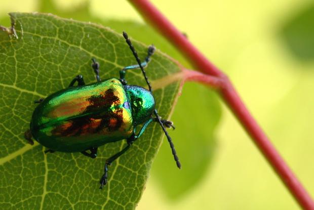 Chrysochus auratus