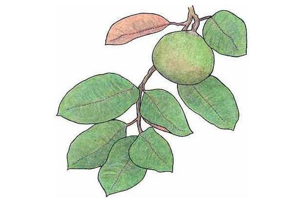 Chrysophyllum cainito L.