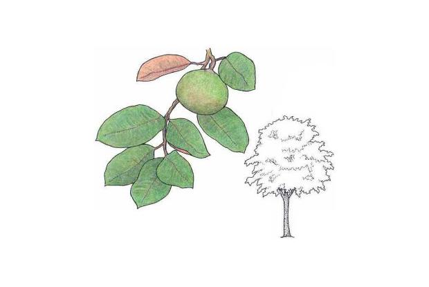 Chrysophyllum cainito L.