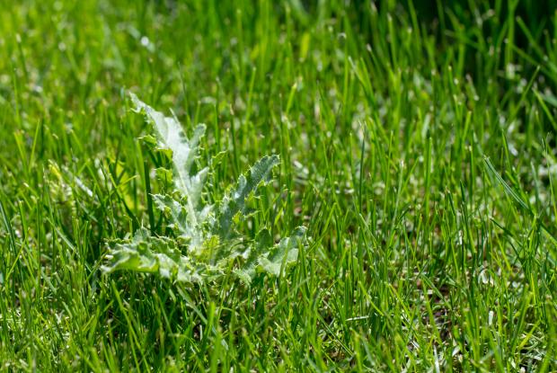 Canada thistle (Cirsium arvense)