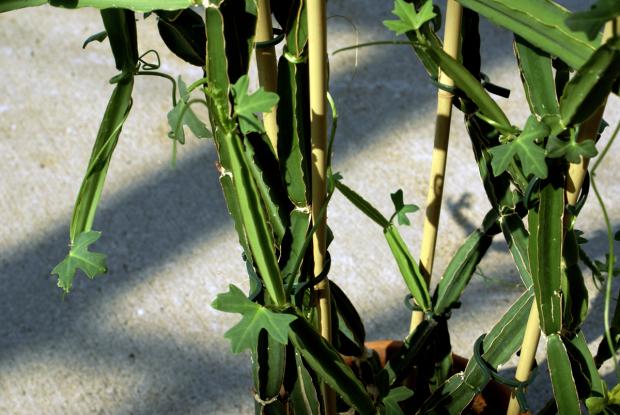 Cissus quadrangularis
