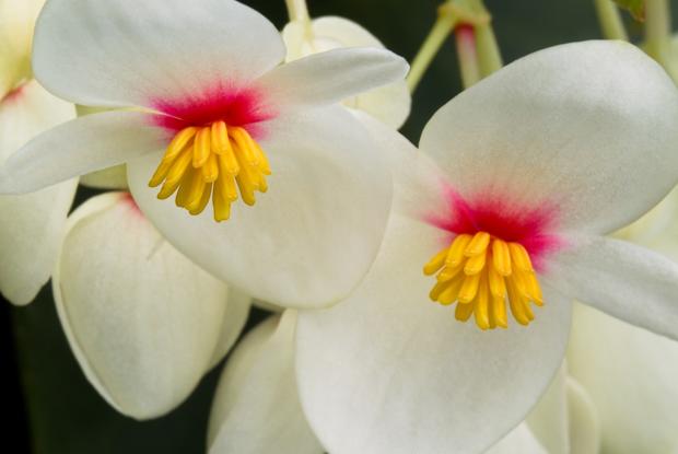 Begonia 
