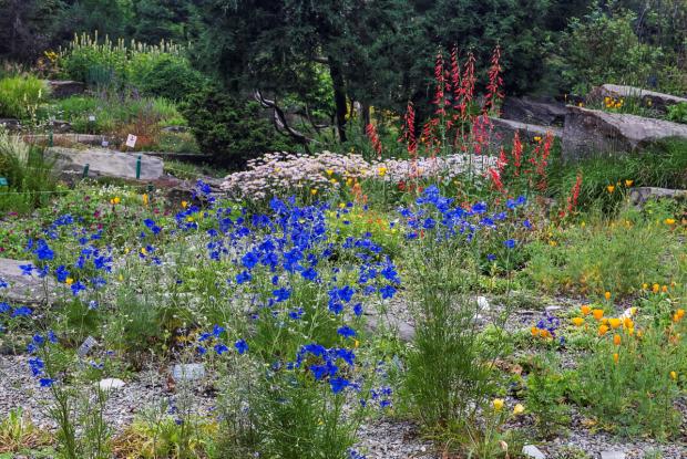 Alpine garden - general view  
