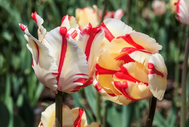 Tulipe perroquet  