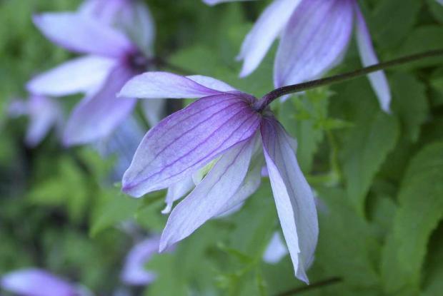 Clematis alpina 'Pink Flamingo'