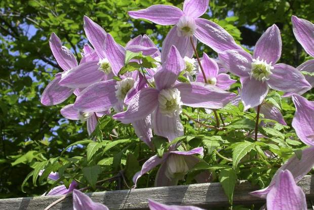 Clematis alpina 'Jacqueline Du Pré'