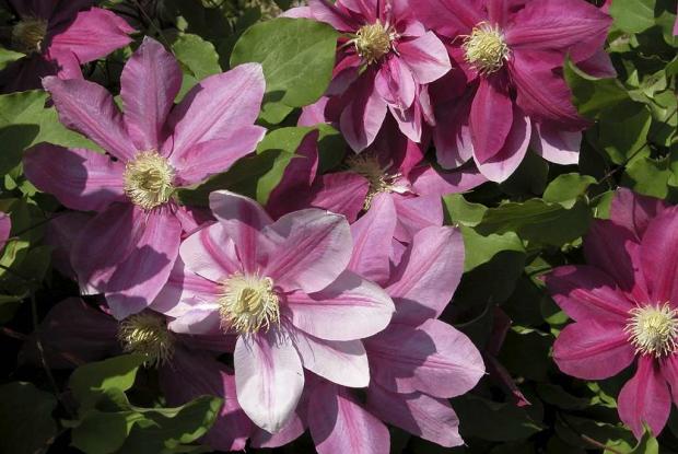 Clematis 'Poulvo'