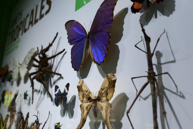 Naturalized insects presented at the Insectarium in 2011. 