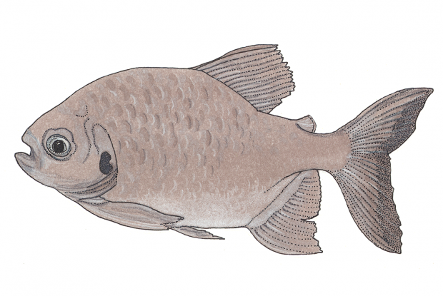Colossoma macropomum