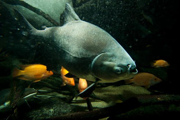 Colossoma macropomum