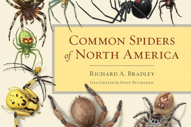 Common Spider of North America book cover