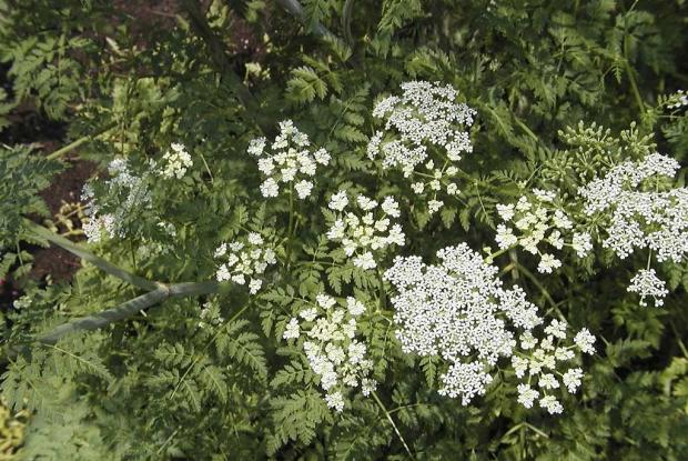 Conium maculatum