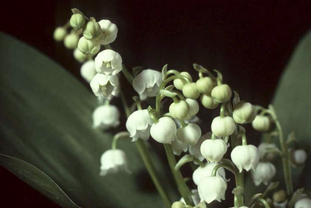 Convallaria majalis