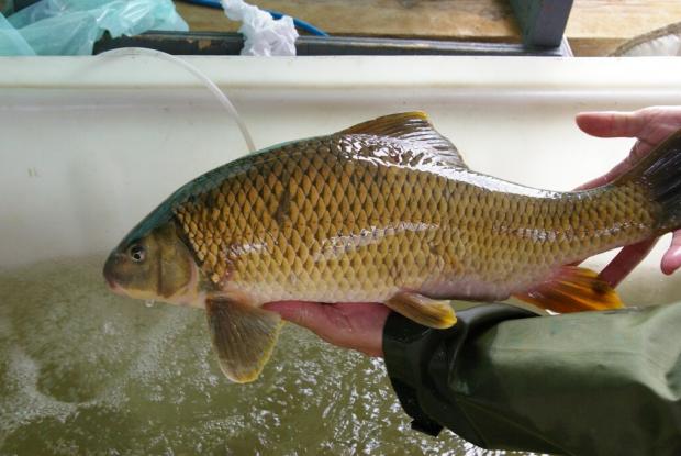 Copper redhorse