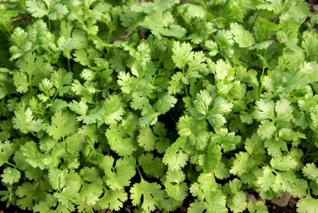Coriandrum sativum