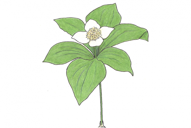 Cornus canadensis