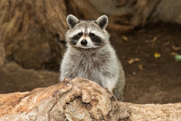 Procyon lotor