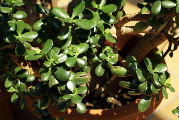 Crassula ovata