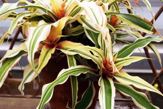 Cryptanthus bromelioides 'Tricolor'