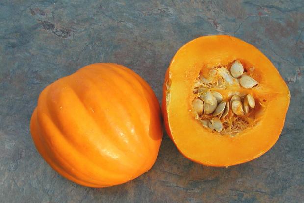 Cucurbita pepo 'Table Gold'