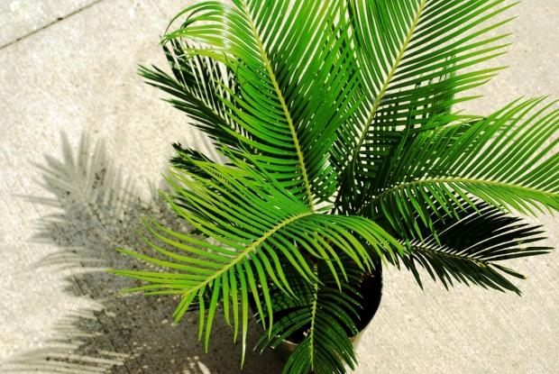 Cycas revoluta