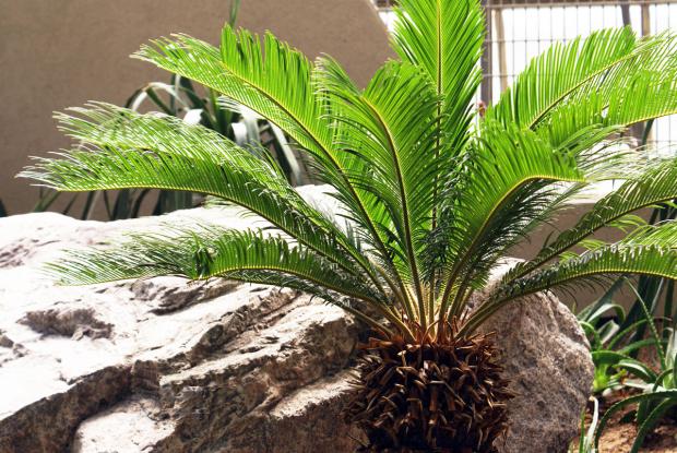 Cycas revoluta