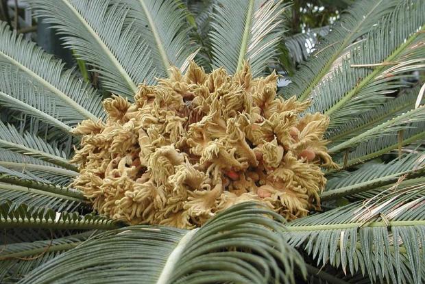 Cycas revoluta