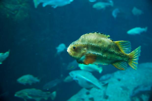 Lumpfish (Cyclopterus lumpus).