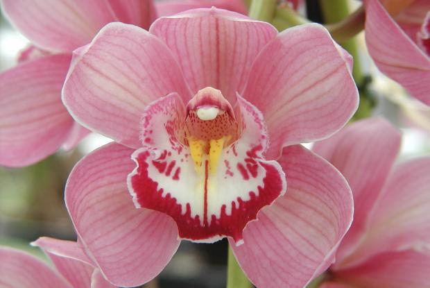 Cymbidium (Gorey 'Trinity' AM/RHS x Maufant 'Rozel' FCC/RHS).