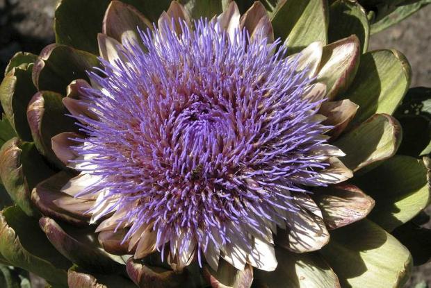 Artichaut Cynara scolymus
