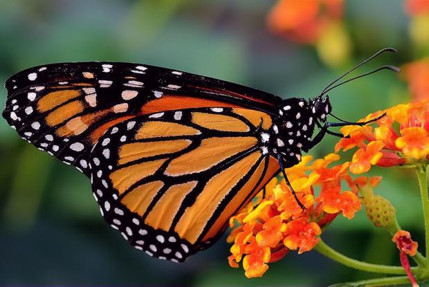 Danaus plexippus.