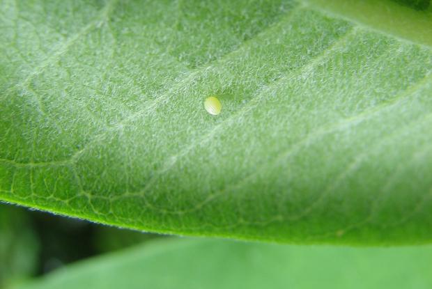  Danaus plexippus egg