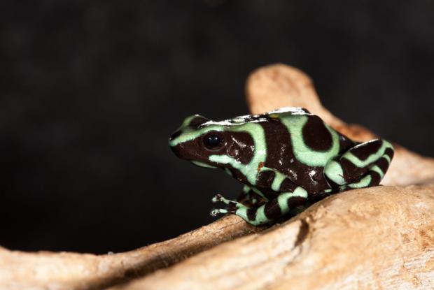 Green and black poison-arrow frog (Dendrobates auratus).